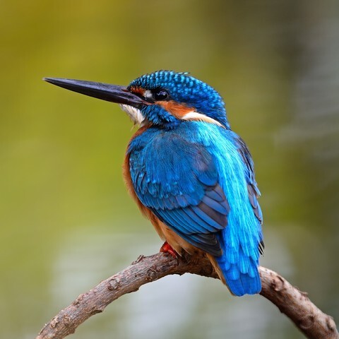 Beautiful blue Kingfisher bird, male Common Kingfisher (Alcedo atthis), sitting on a branch, back profile